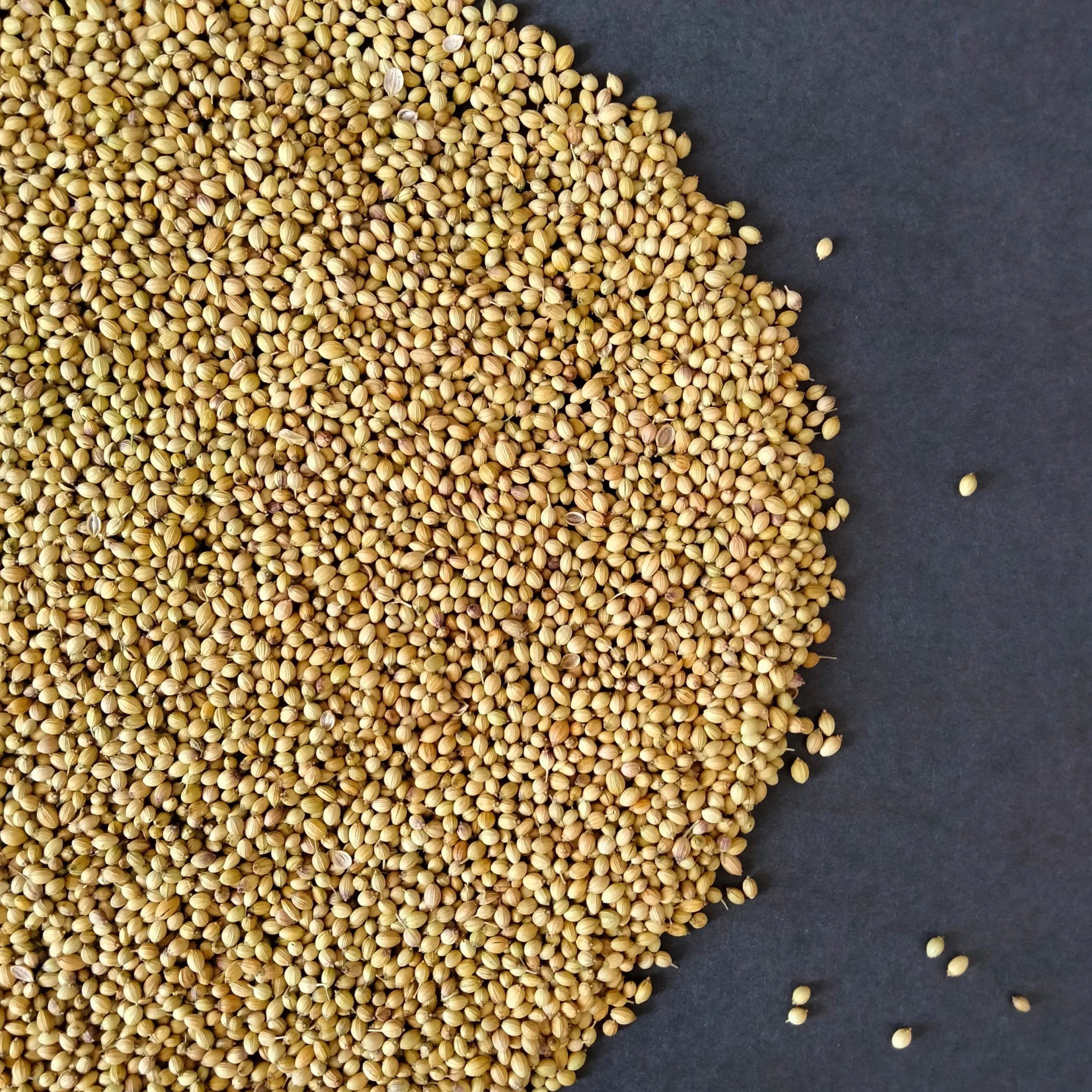 Coriander Seeds