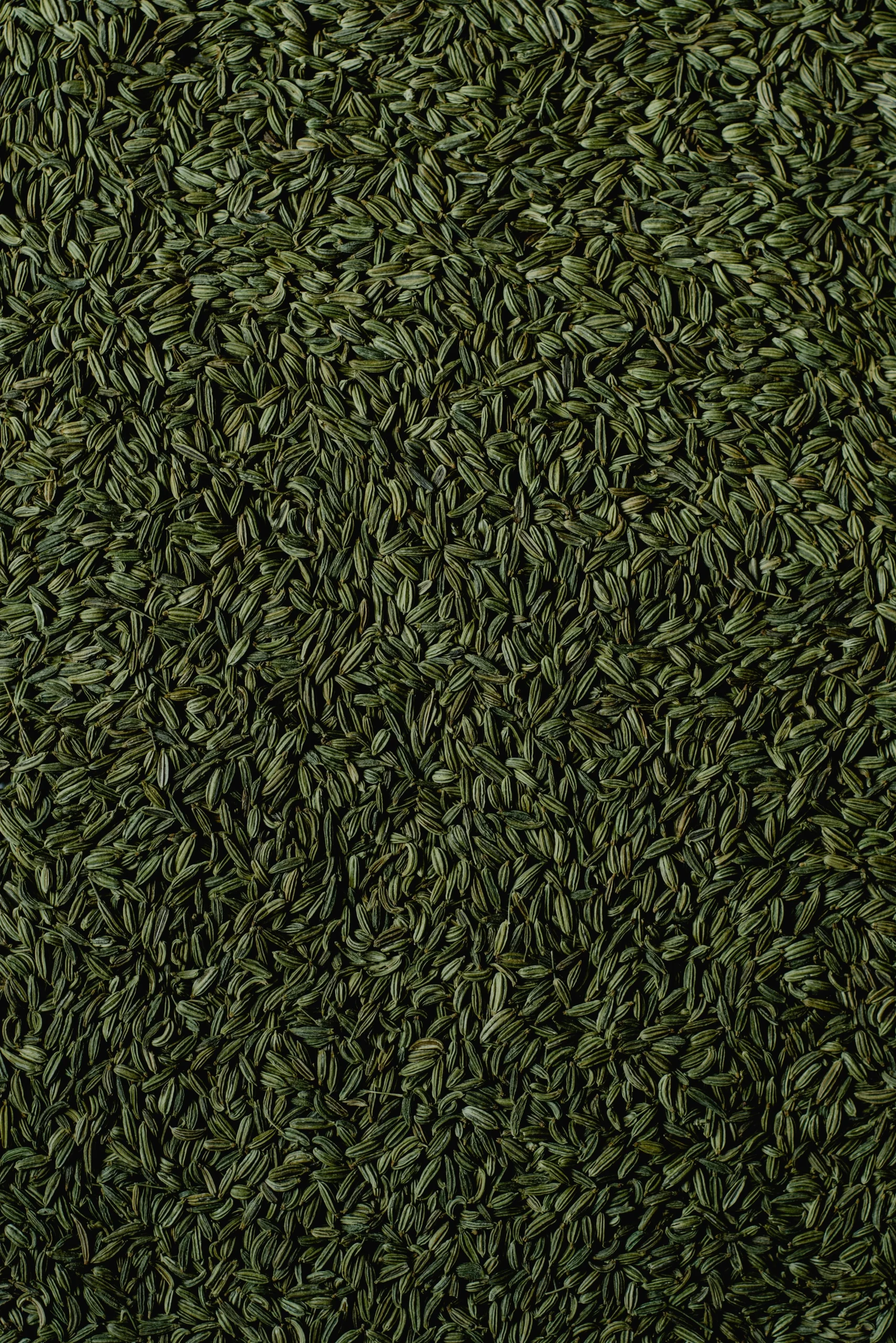 Fennel Seeds