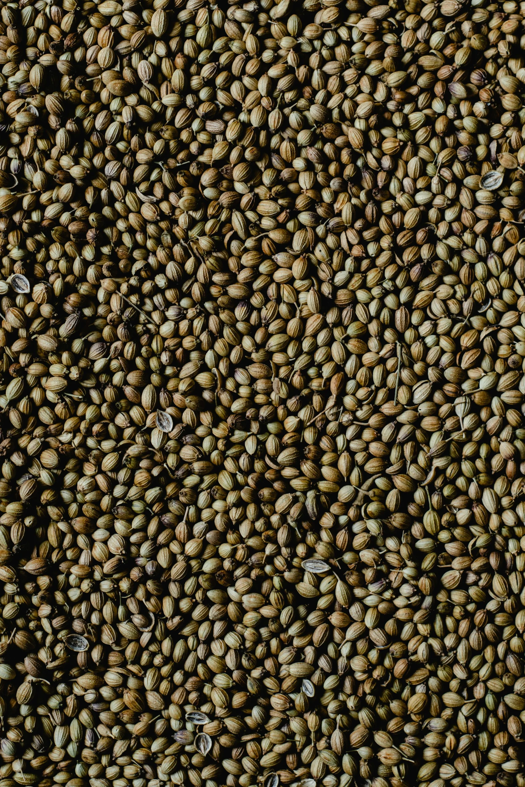 Coriander Seeds - Image 3