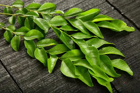 Curry Leaves - Image 3
