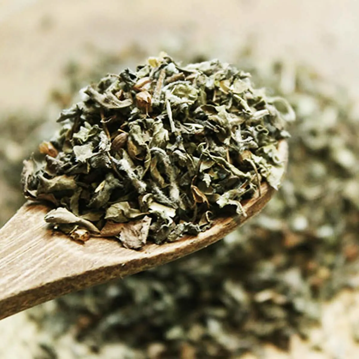 Basil (Tulsi)